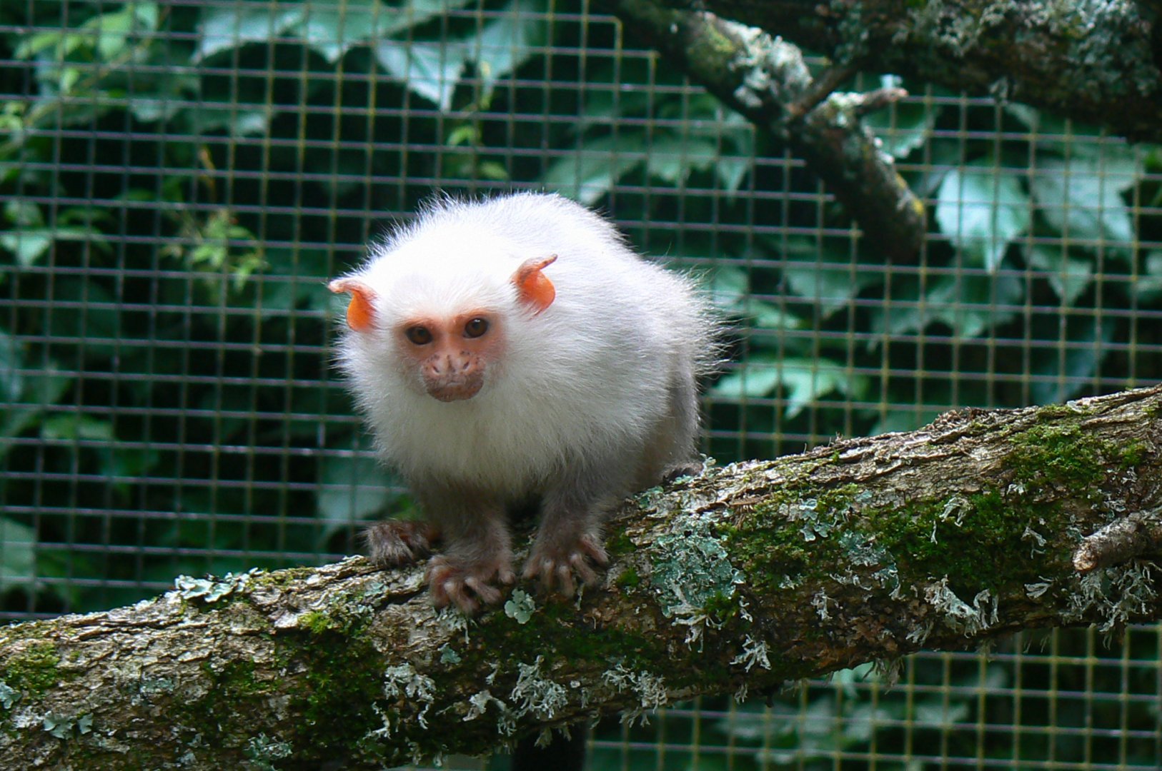 Silvery marmoset