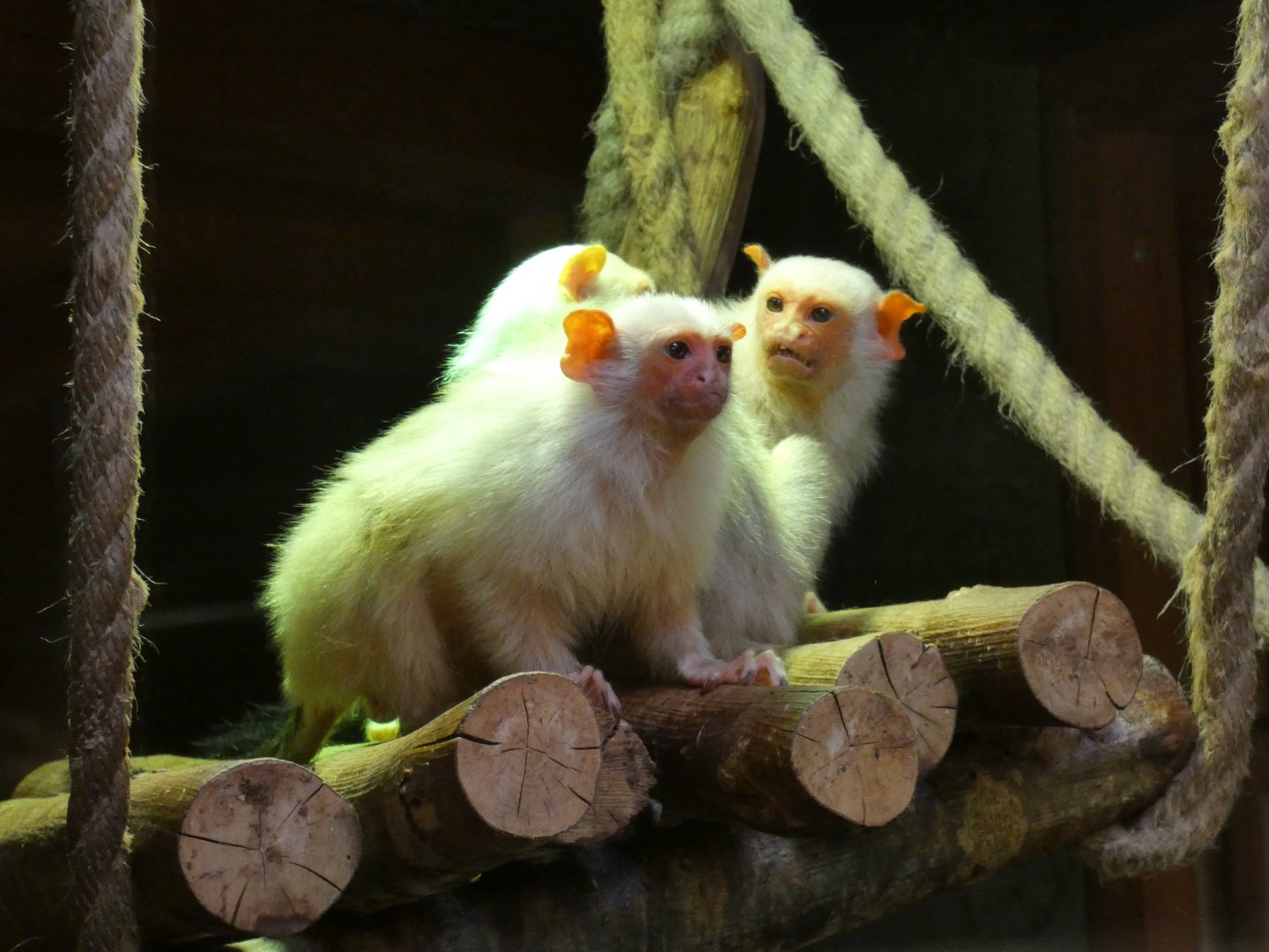 Silvery marmoset