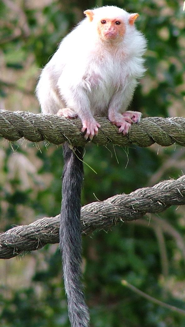 Silvery Marmoset