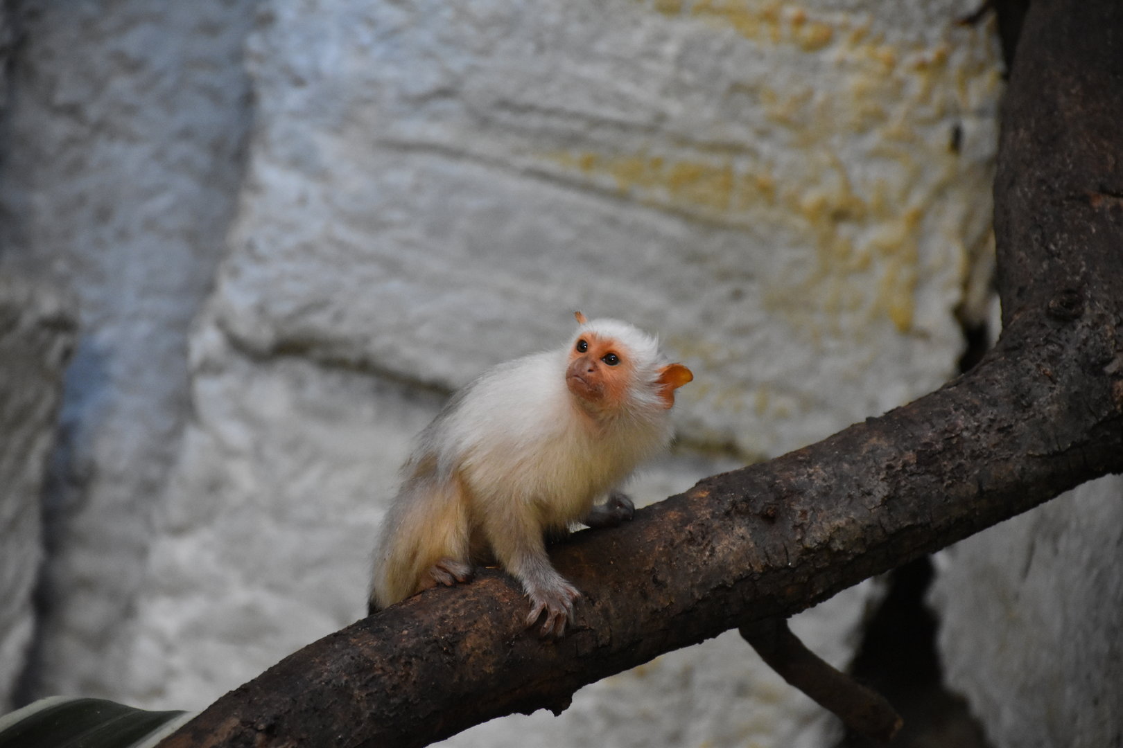 Silvery marmoset