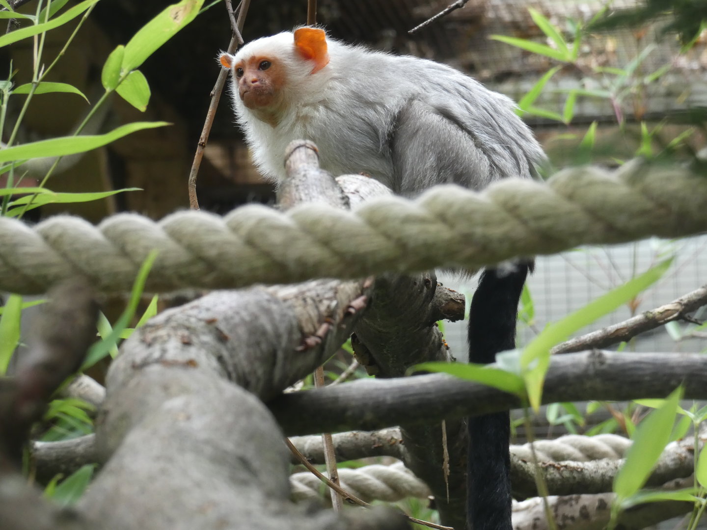 Silvery marmoset