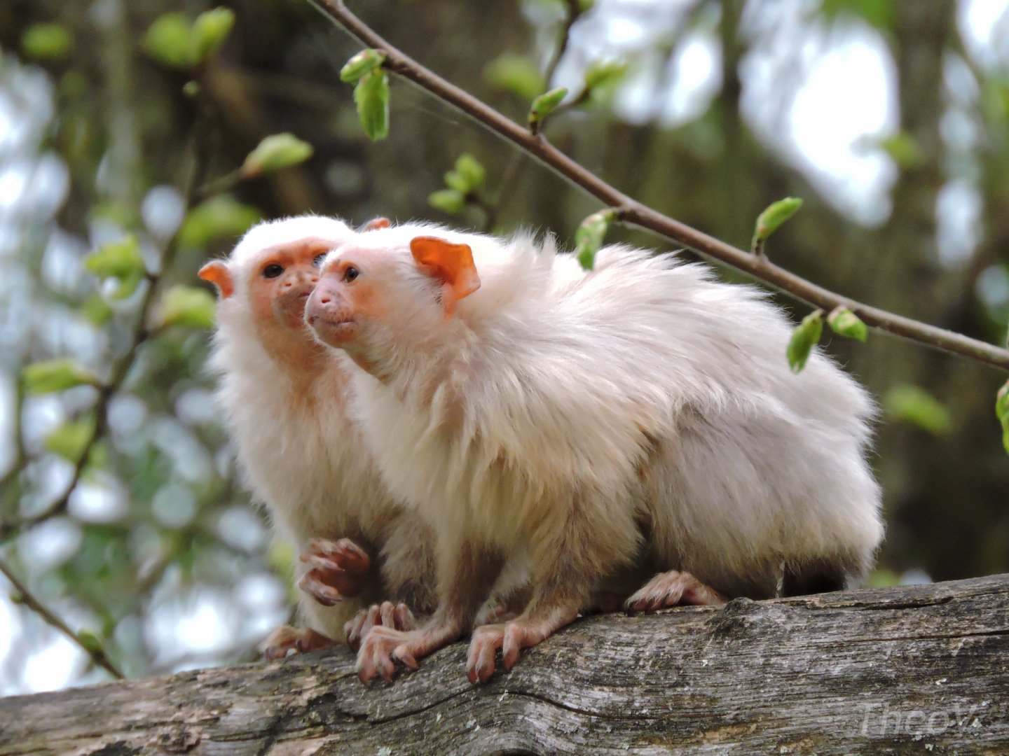 Silvery marmosets [2015]