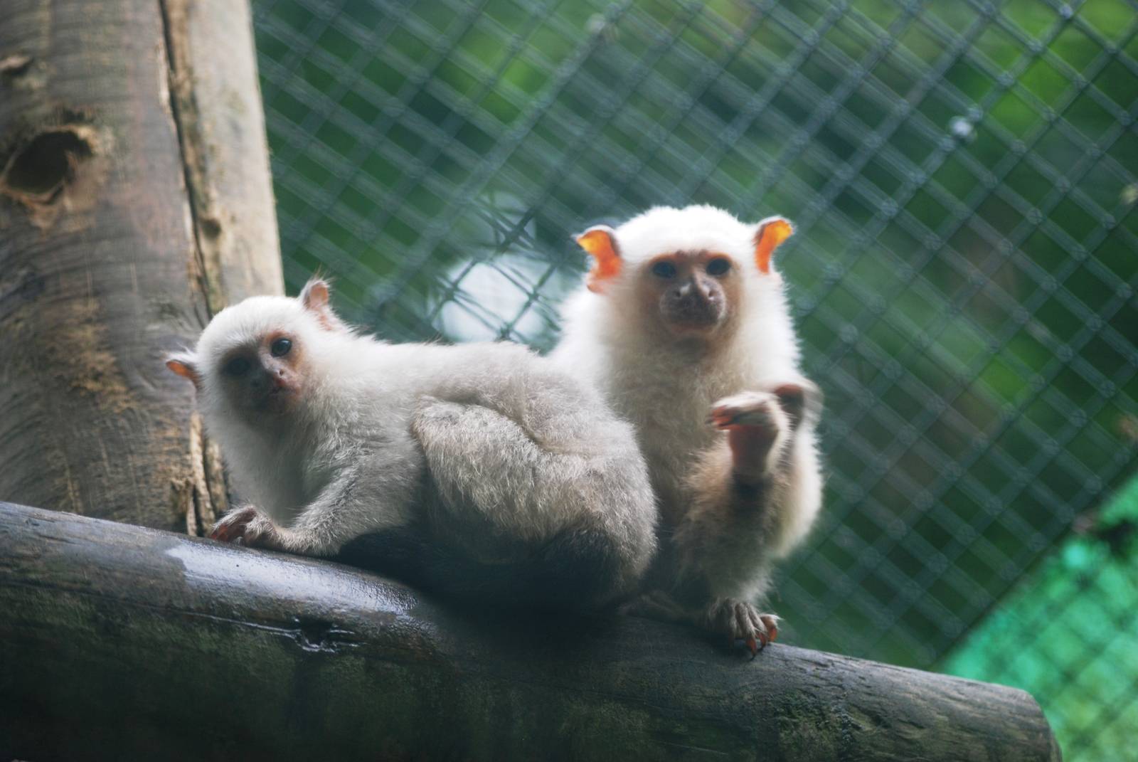 Silvery Marmosets at Santillana del Mar, 13/06/15