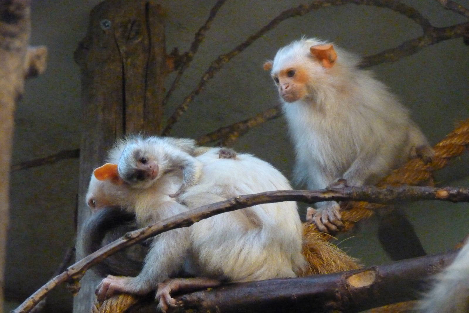 Silvery Marmosets, September 2016