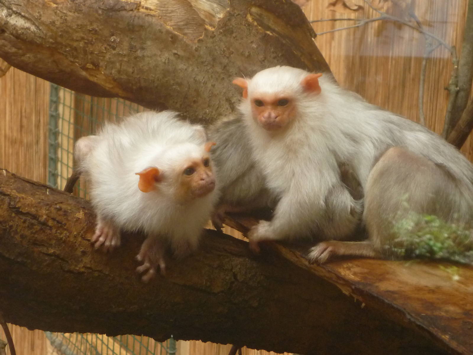 Silvery Marmosets