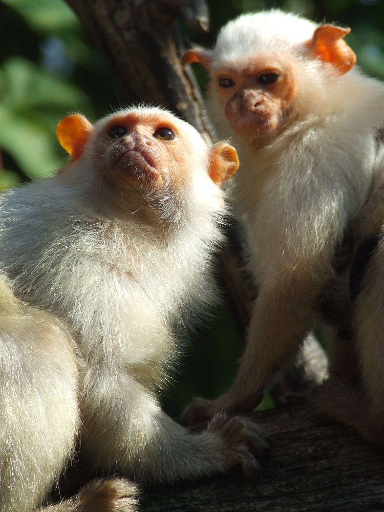 Silvery Marmosets