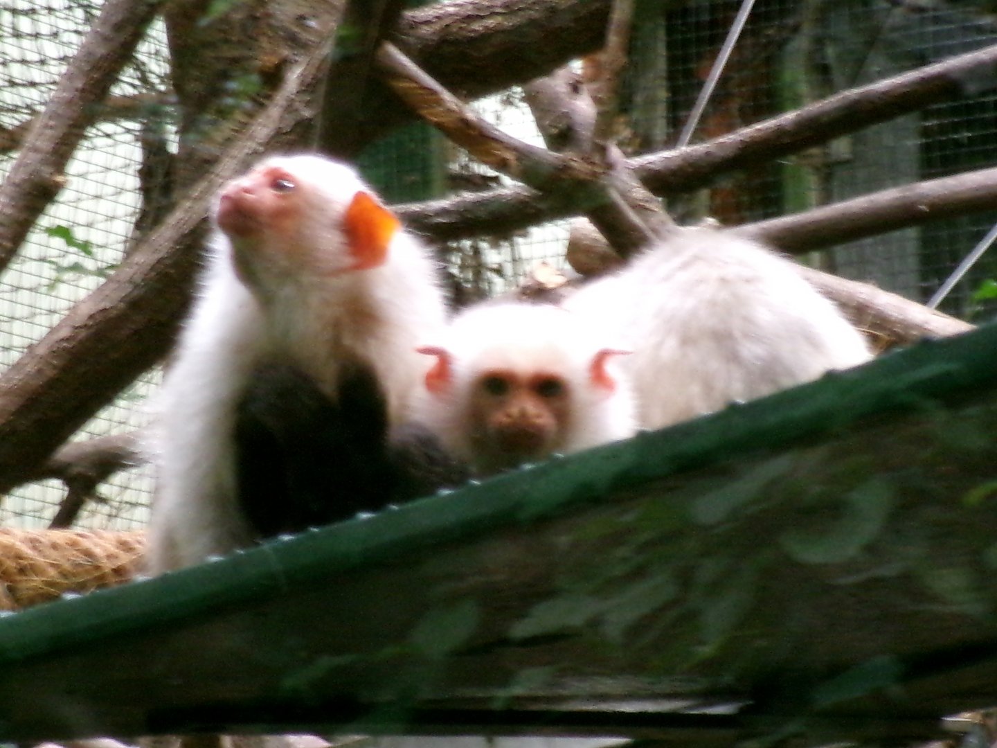Silvery marmosets