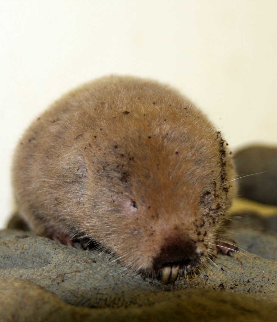 silvery mole-rat, silvery blesmol, or silky mole-rat (Heliophobius argenteocinereus) 2010