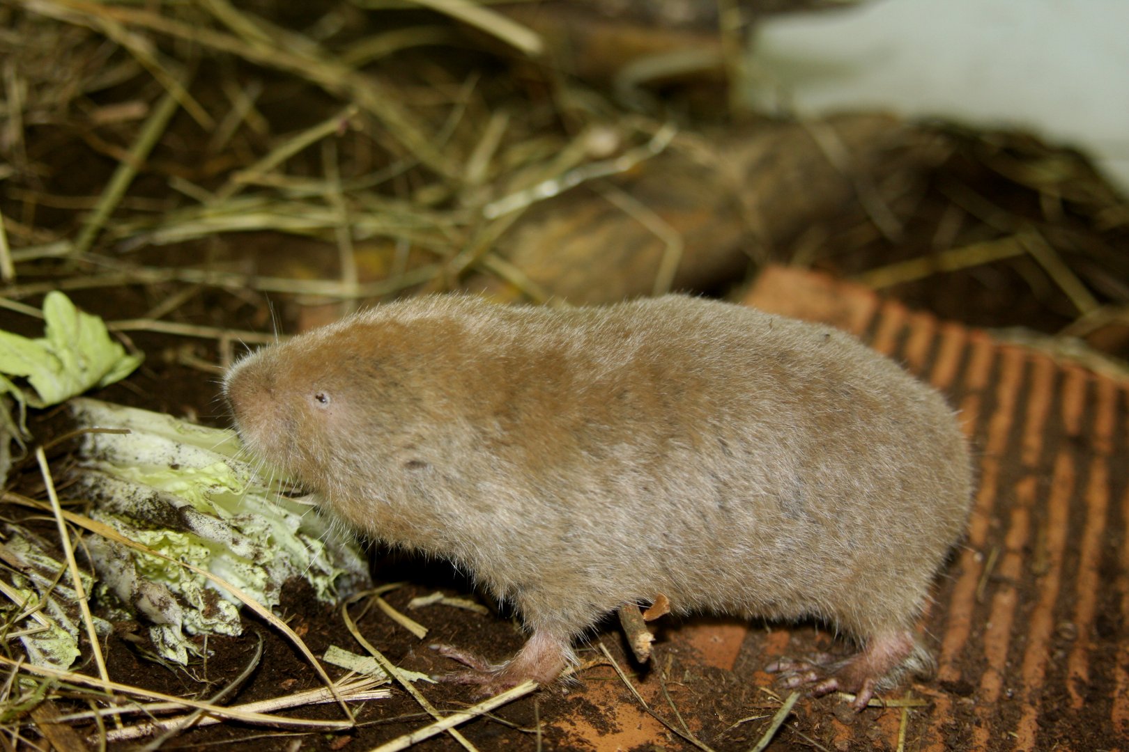 silvery mole-rat, silvery blesmol, or silky mole-rat (Heliophobius argenteocinereus) 2010