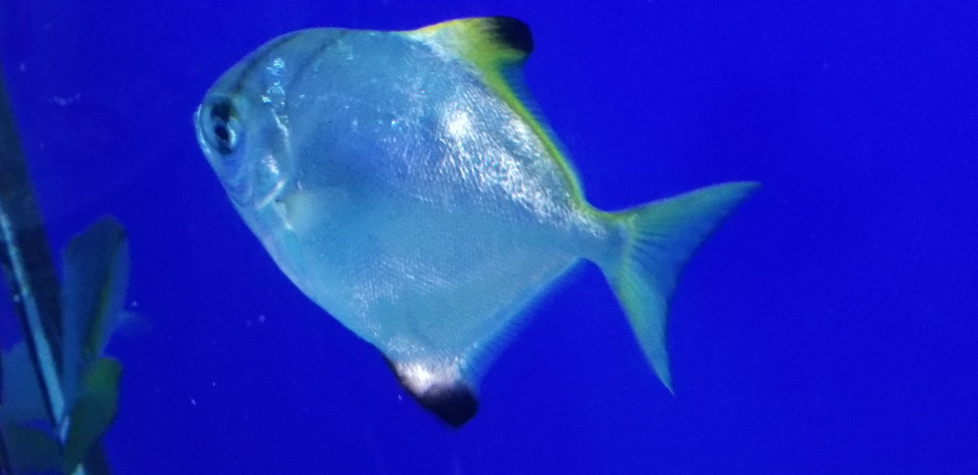 Silvery Moonfish