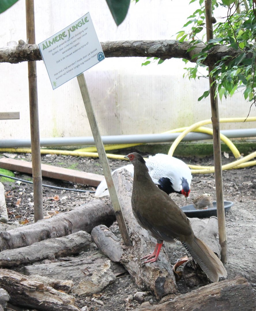 Silvery pheasant-pair with chick