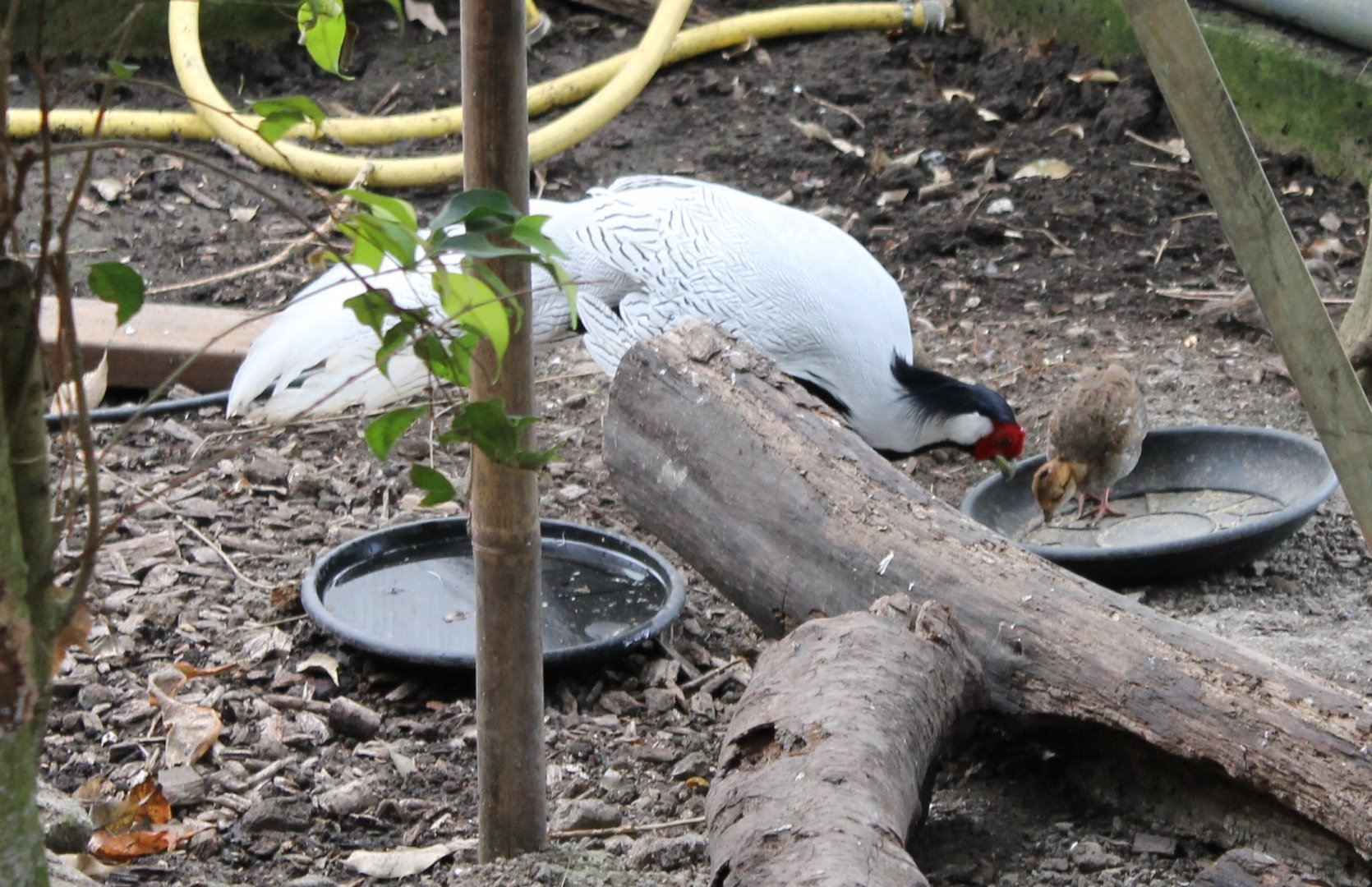 Silvery pheasant with chick