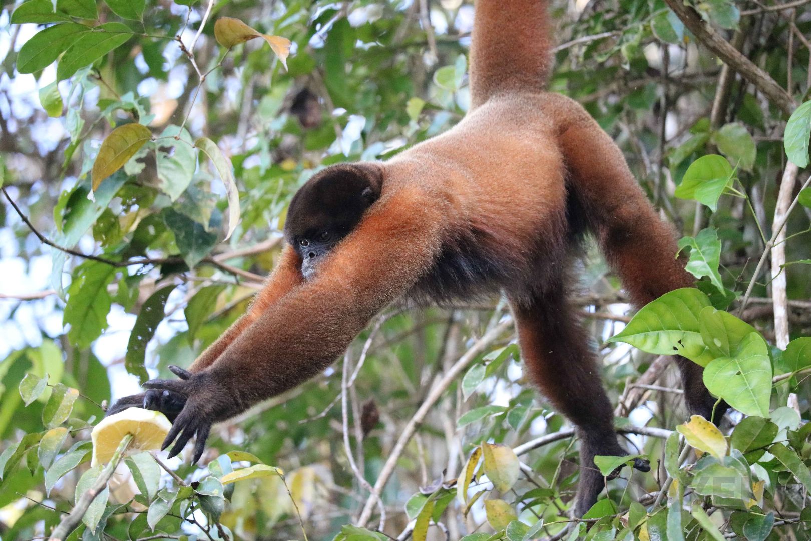 Silvery woolly monkey, Peruvian Amazon, May 2016