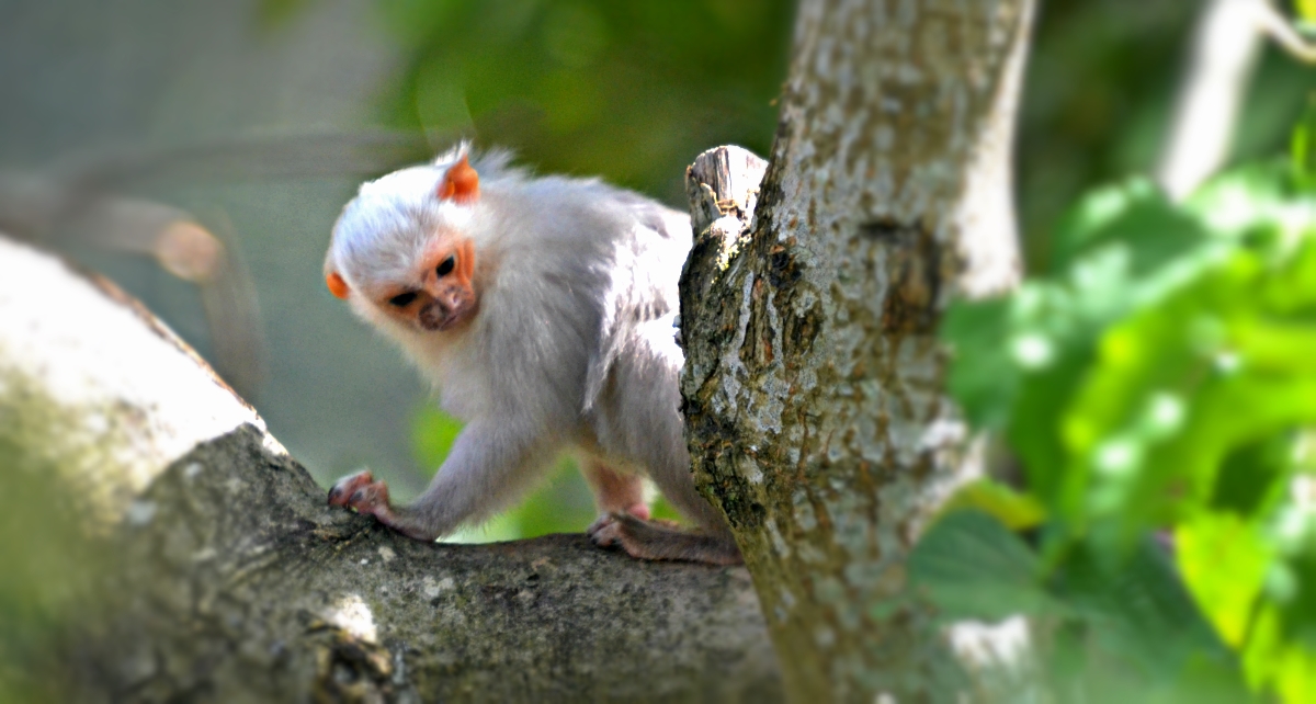 SILVERYMARMOSET