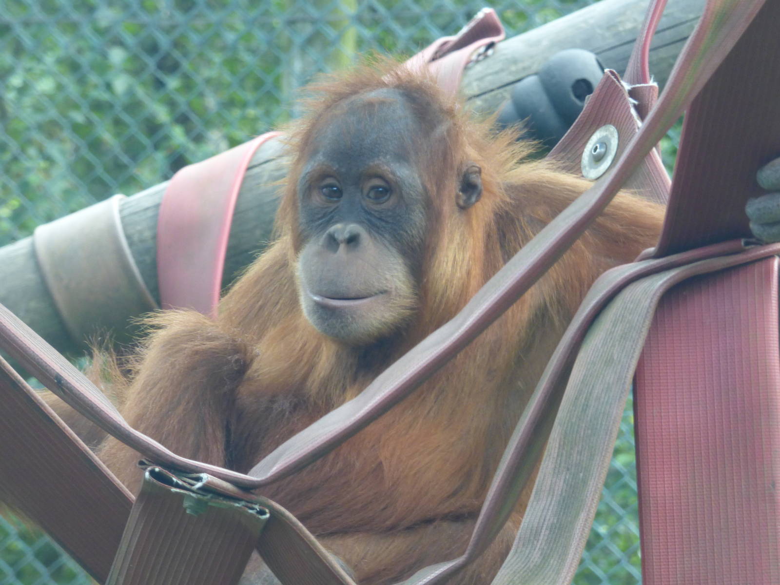 Silvestre, Sumatran Orangutan