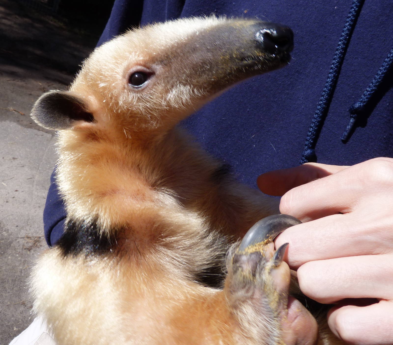 Silvio, Southern Vested Tamandua