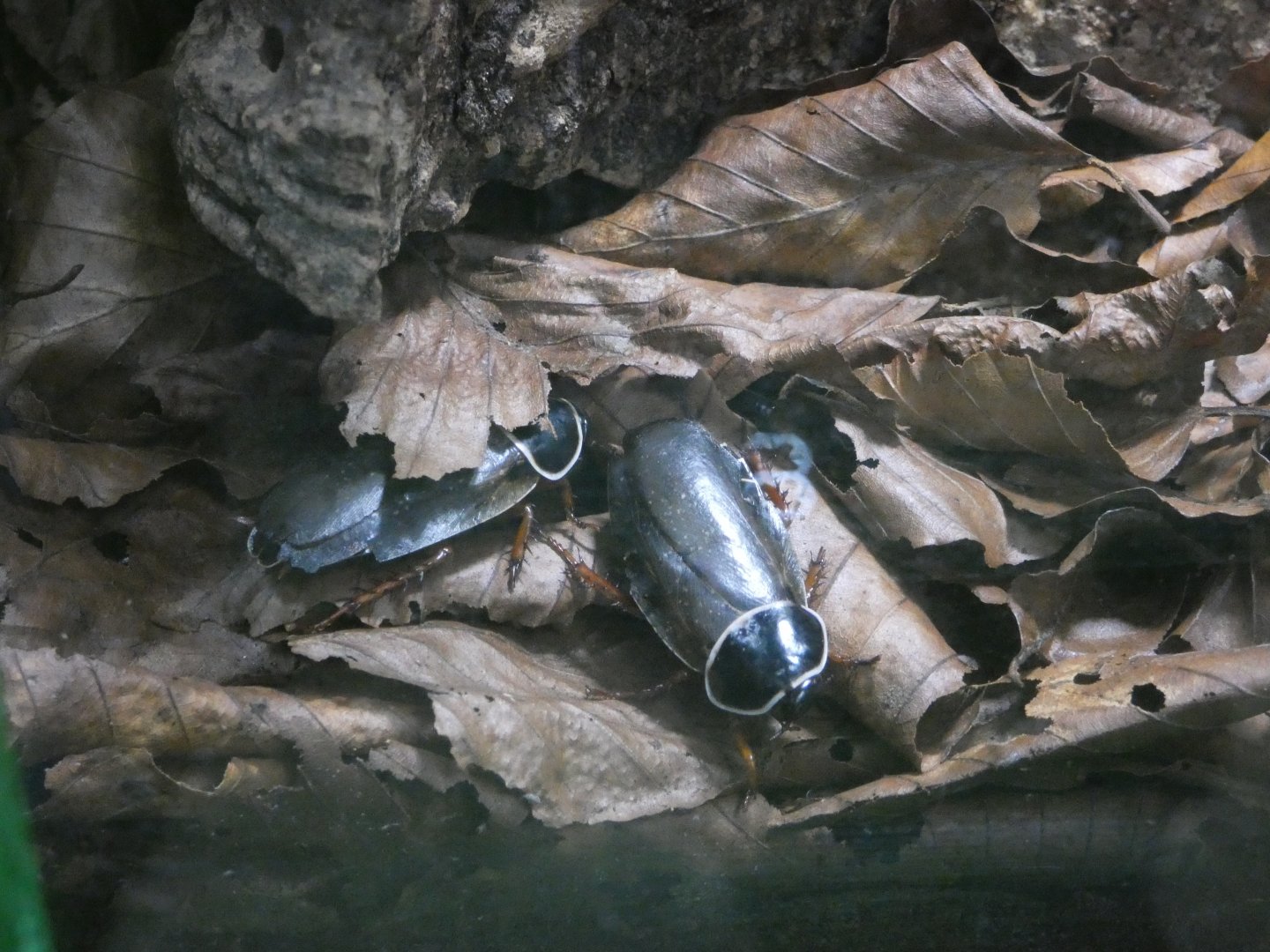 Simandoa cave cockroach