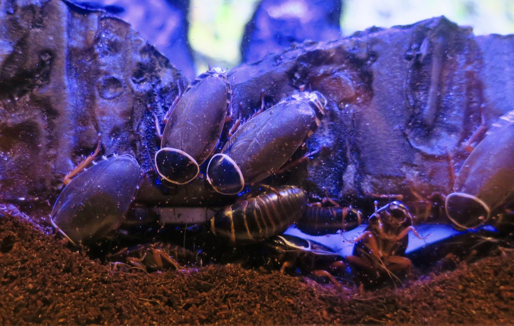 Simandoa Cave Roach (Simandoa conserfariam)