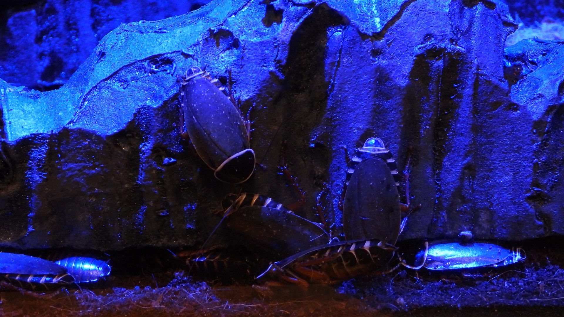 Simandoa conserfariam