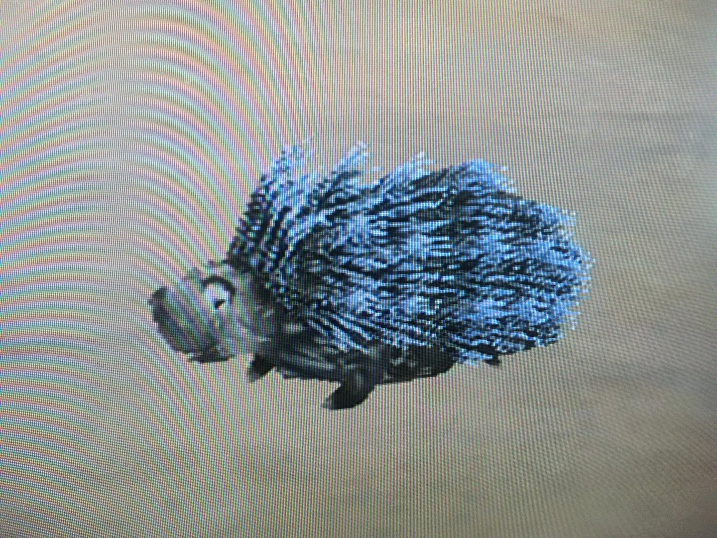 SimAnimals - Porcupine