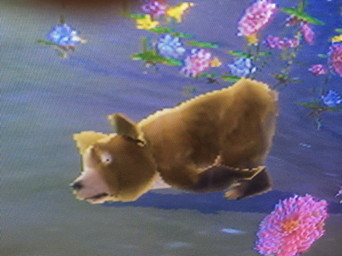 SimAnimals - Sleeping Bear Cub