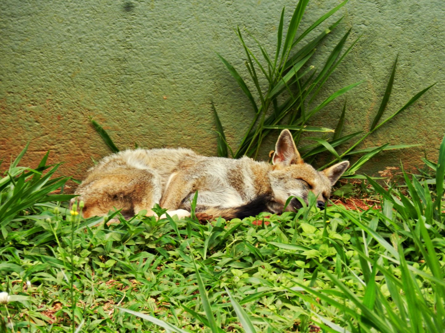 "Simaria", the Hoary fox - Zoo São Paulo