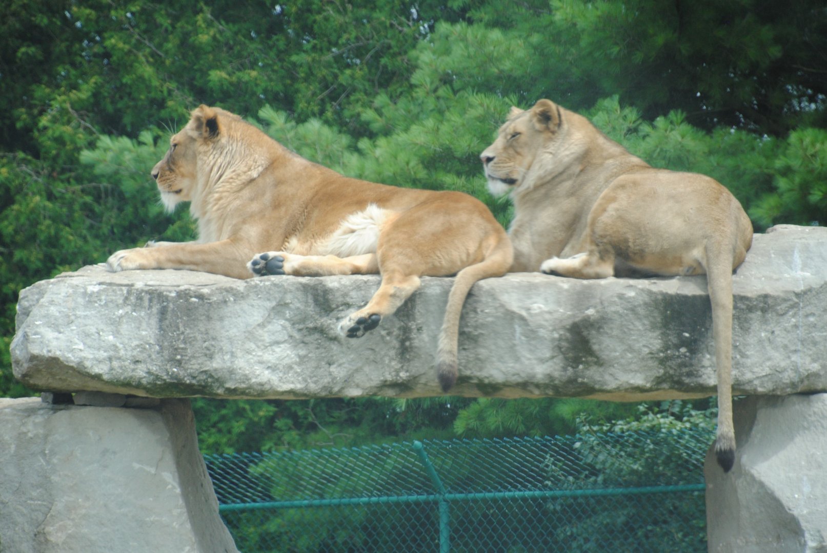 Simba Lion Country reserve