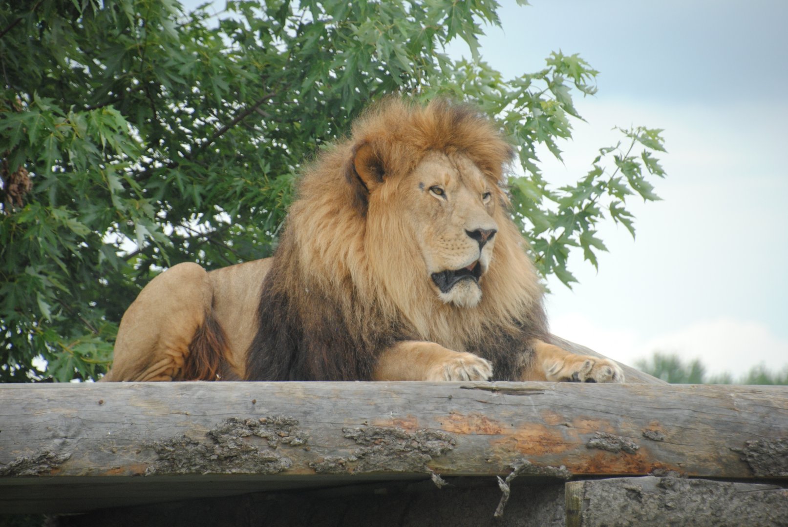 Simba Lion Country reserve