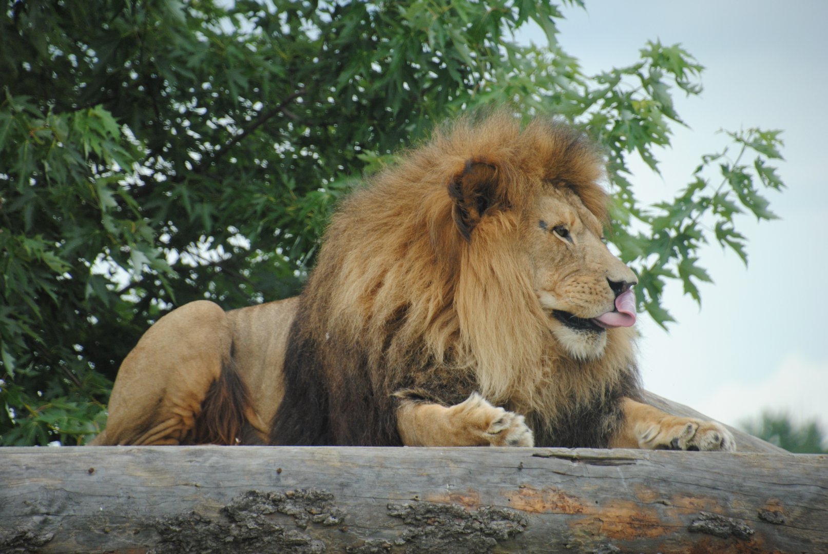 Simba Lion Country reserve
