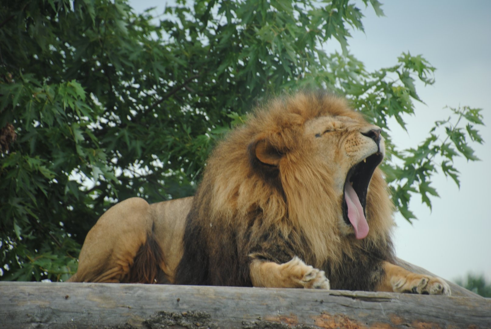 Simba Lion Country reserve