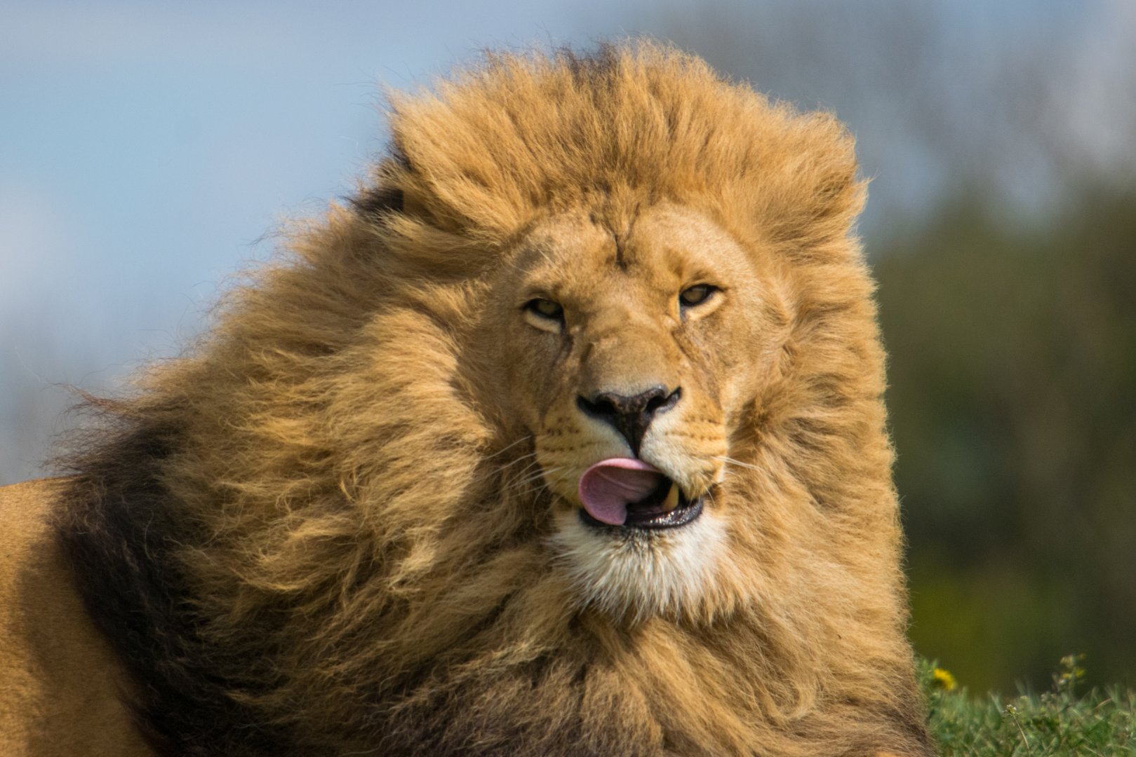 Simba - Yorkshire Wildlife Park