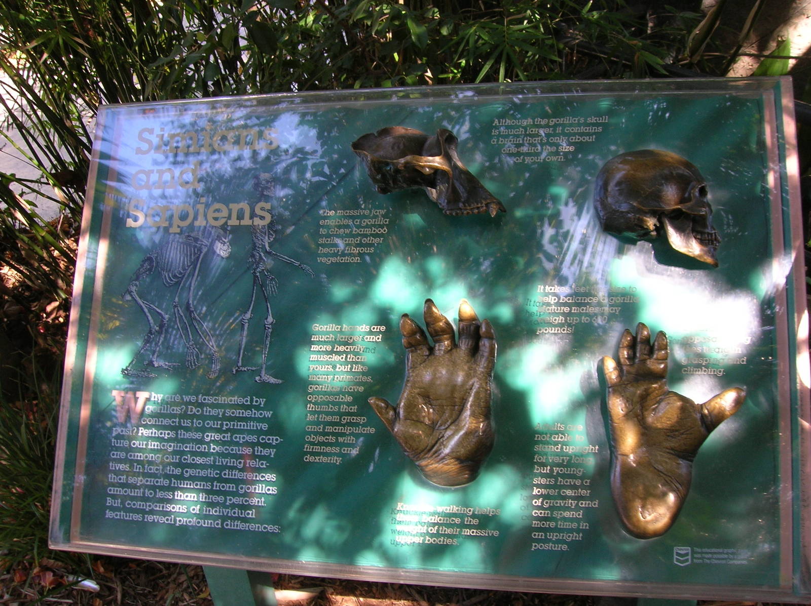 Simians and Sapiens Display 2-20-09
