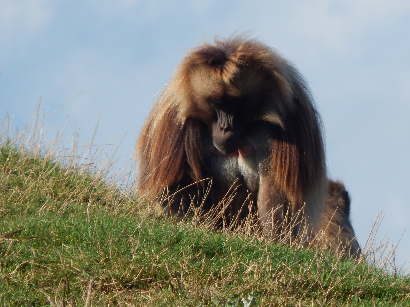 Simien Mountains - Gelada 121024