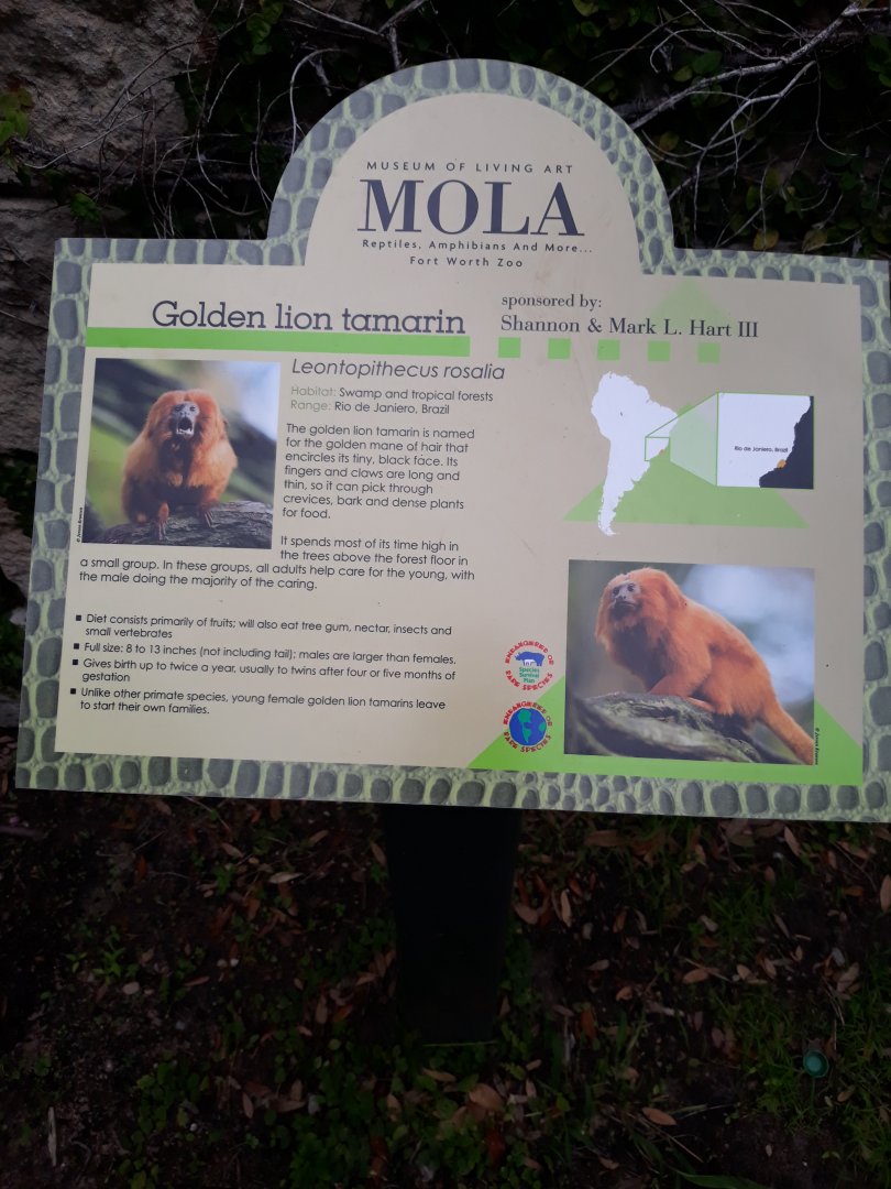 Similar yet different monkey