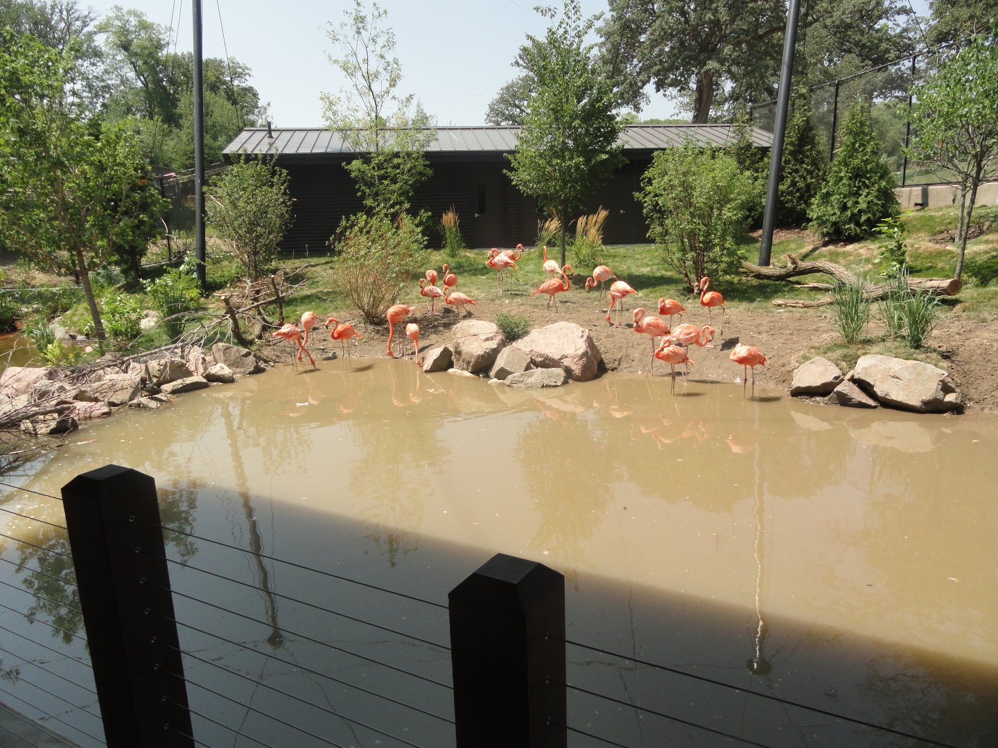 Simmons Aviary - American Flamingo Exhibit