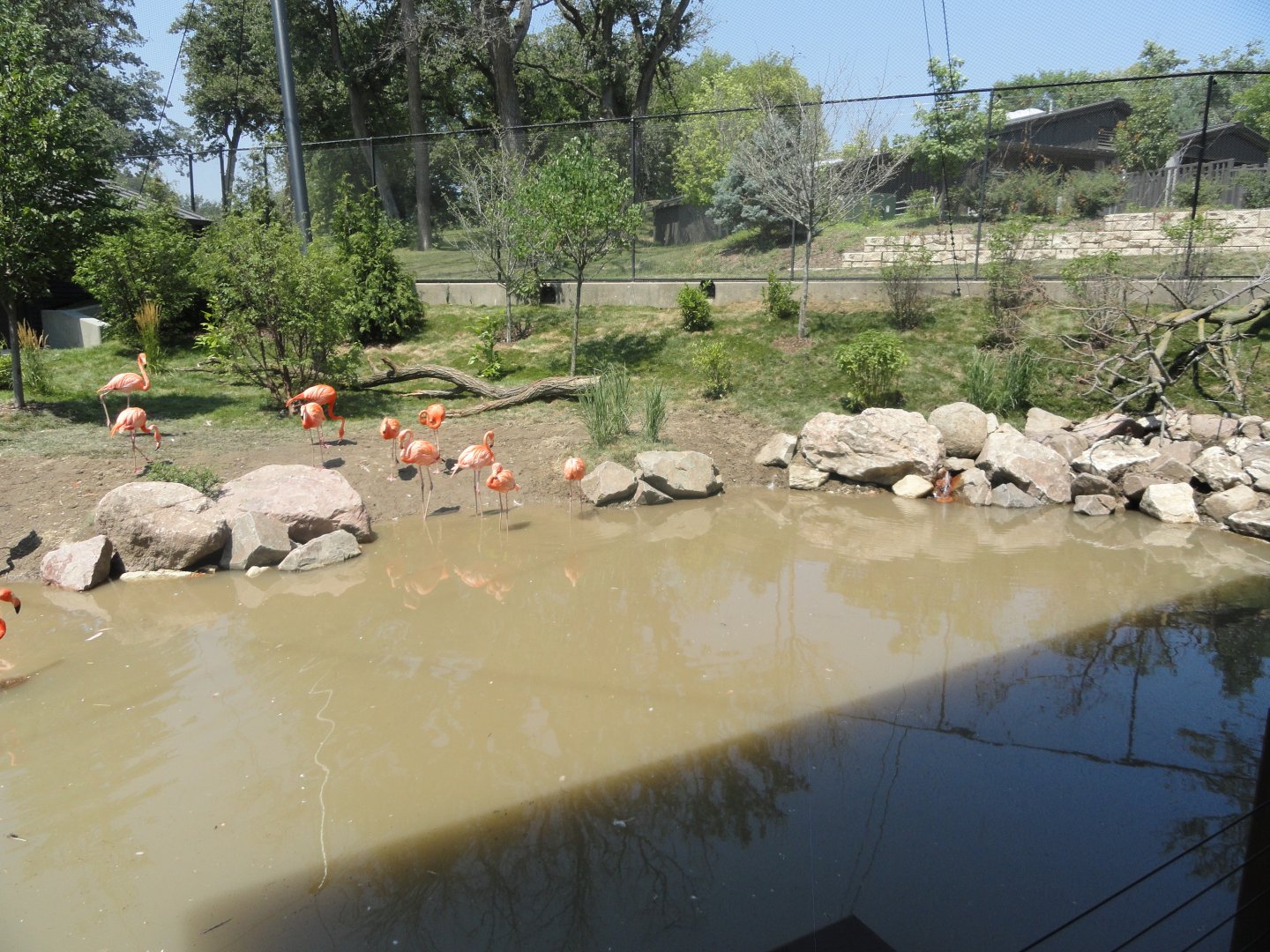 Simmons Aviary - American Flamingo Exhibit