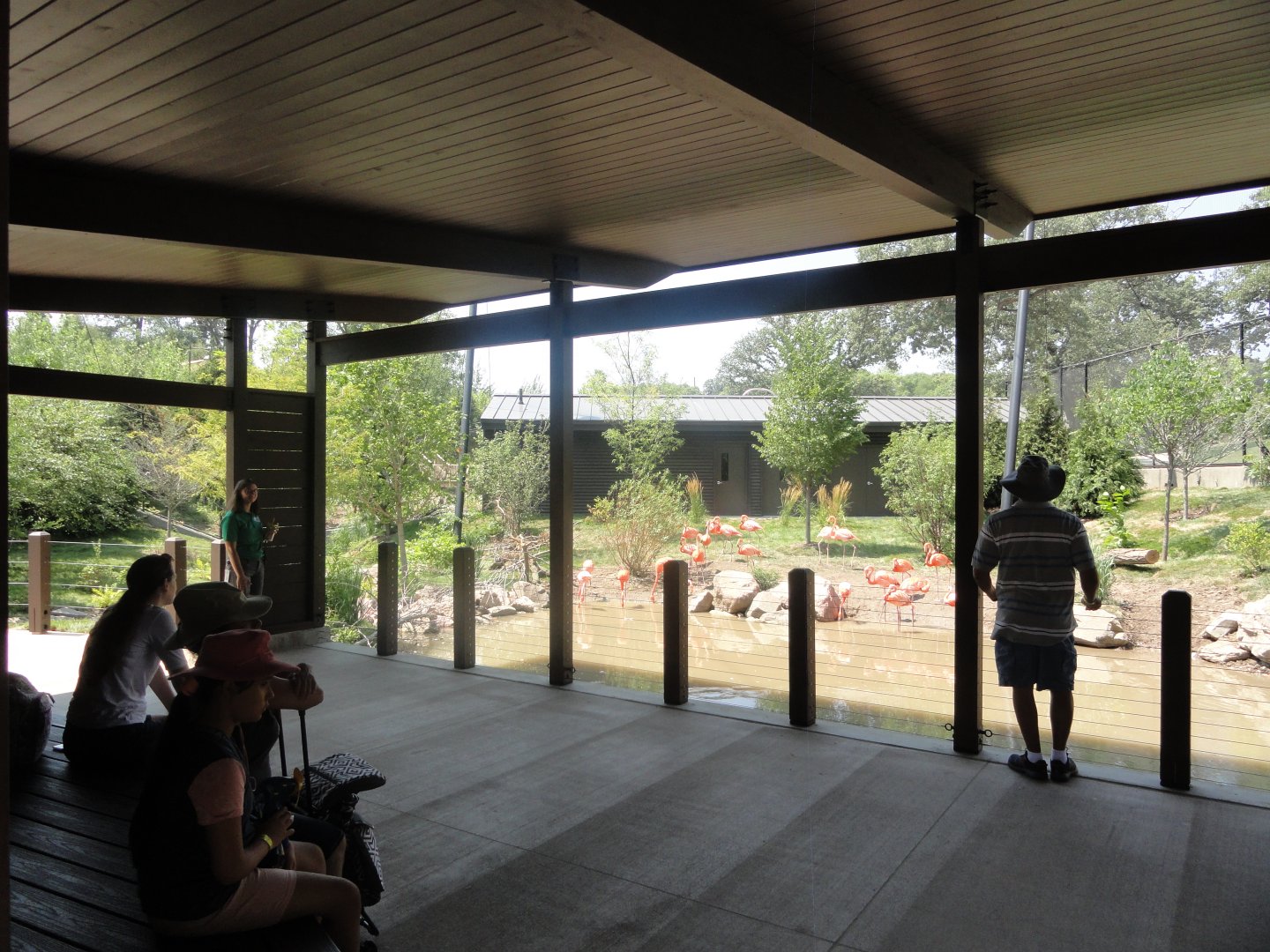 Simmons Aviary - American Flamingo Viewing