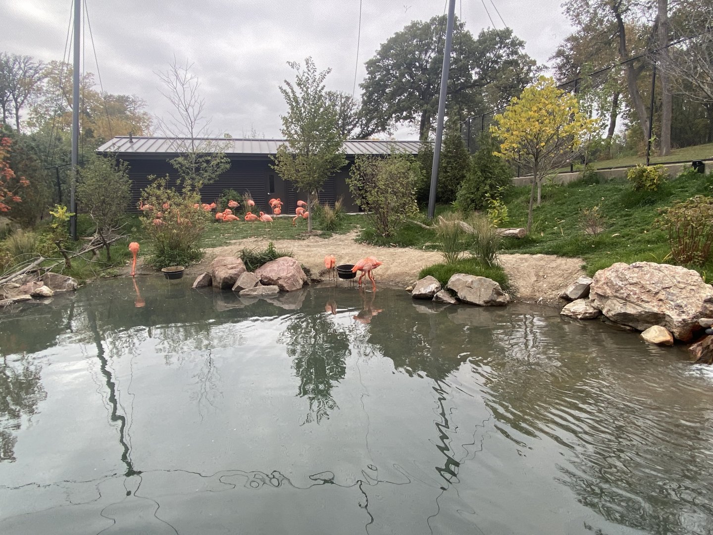 Simmon’s Aviary - American Flamingo