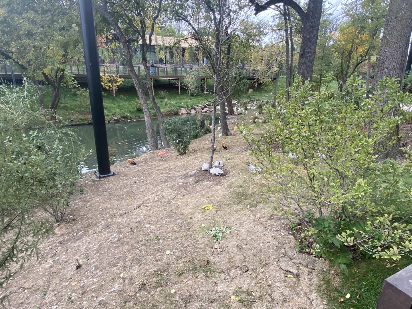 Simmon’s Aviary - Bar-Headed Geese, Scarlet Ibis