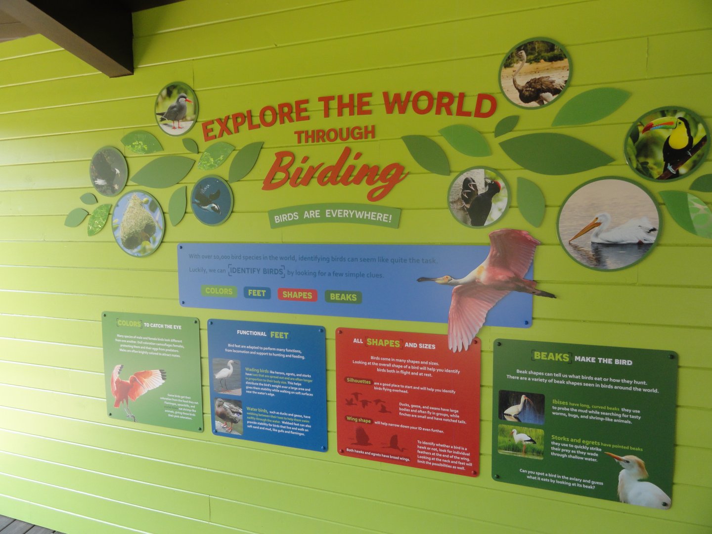 Simmons Aviary Birding Wall