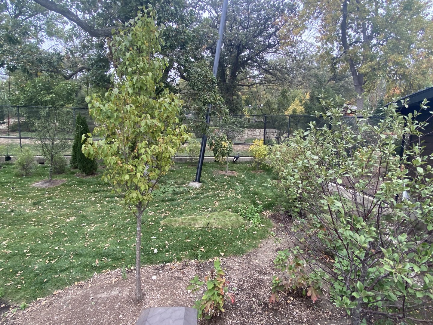 Simmon’s Aviary - Black-Crowned Crane
