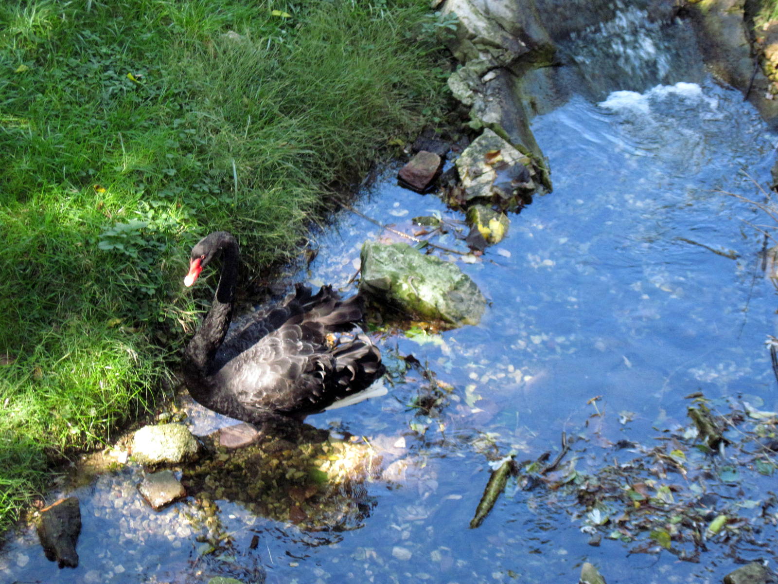 Simmons' Aviary-Black Swan