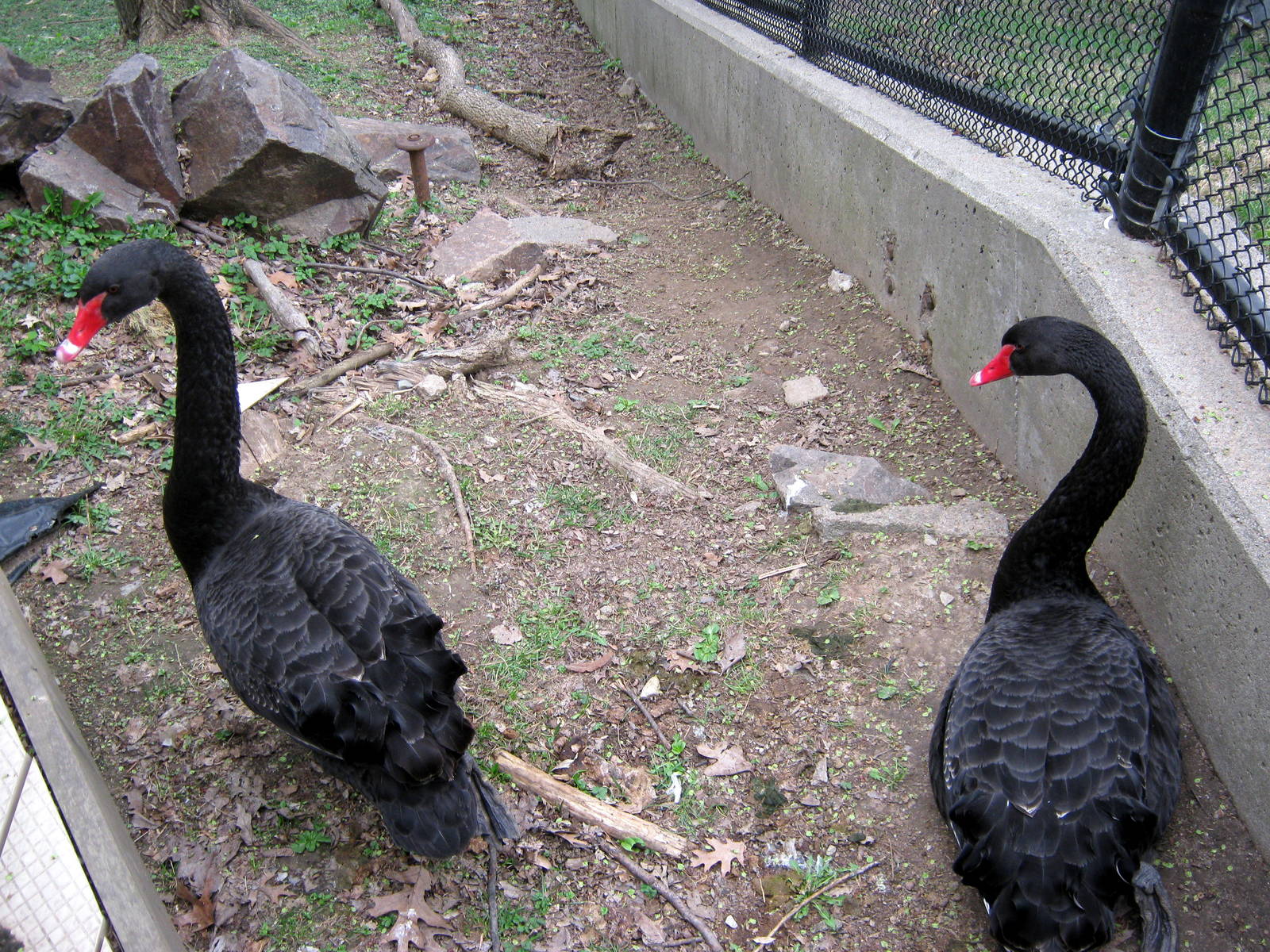 Simmon's Aviary-Black Swans