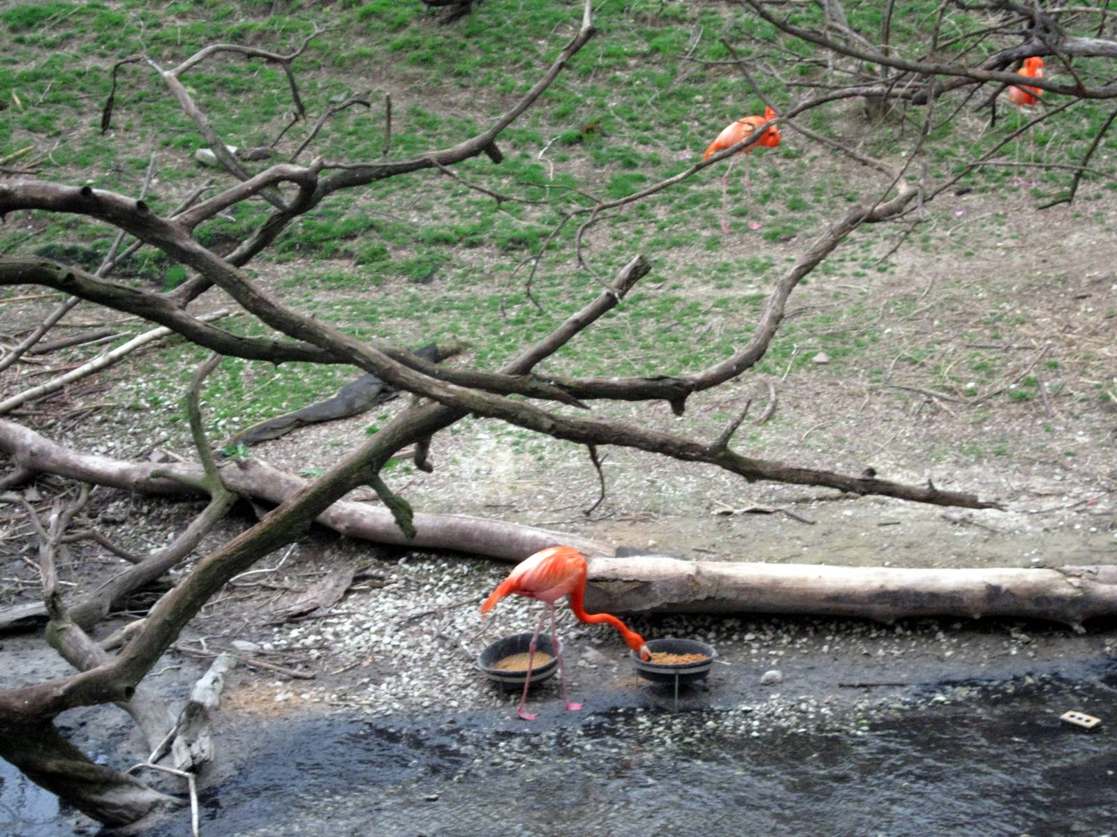 Simmon's Aviary-Caribbeam Flamingos
