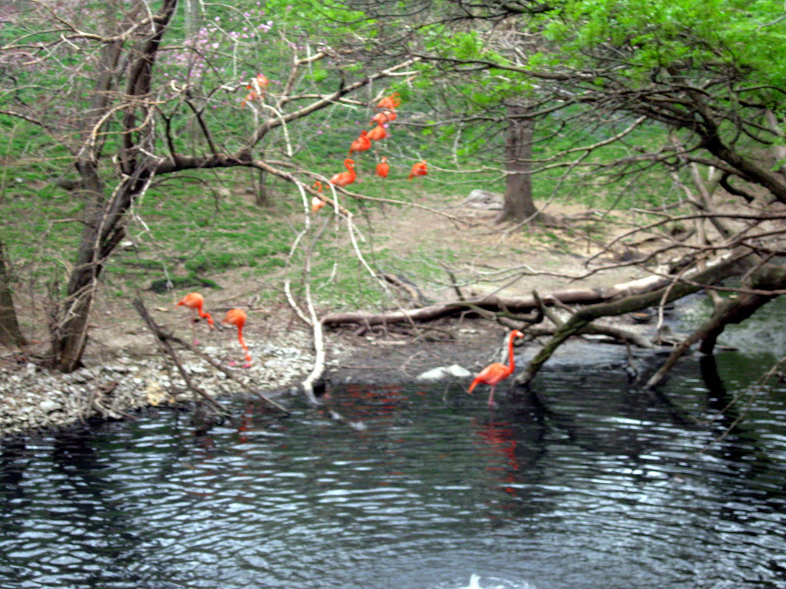 Simmon's Aviary-Caribbean Flamingos