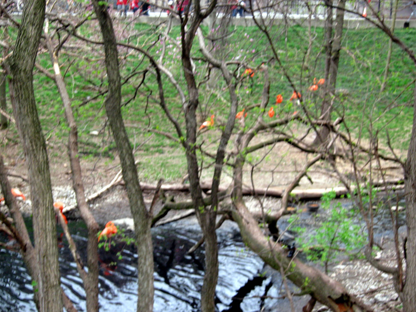 Simmon's Aviary-Caribbean Flamingos