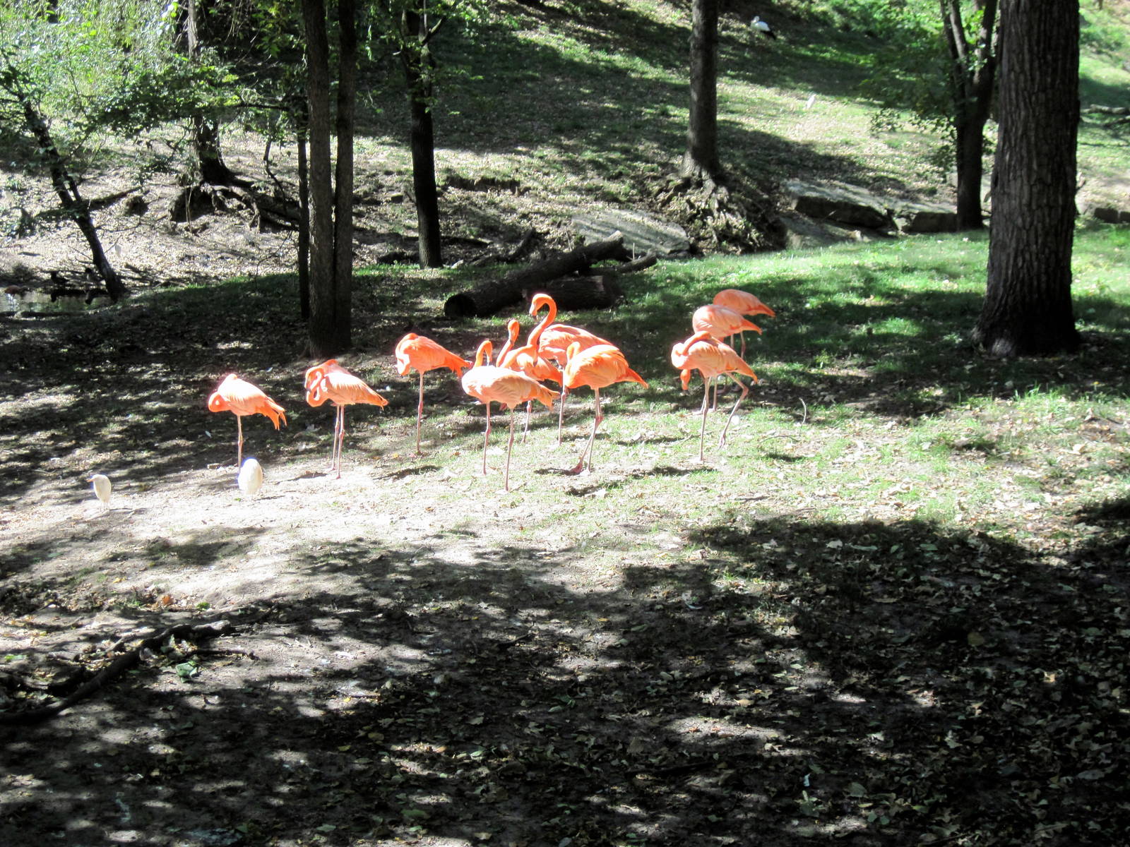 Simmons' Aviary-Caribbean Flamingos