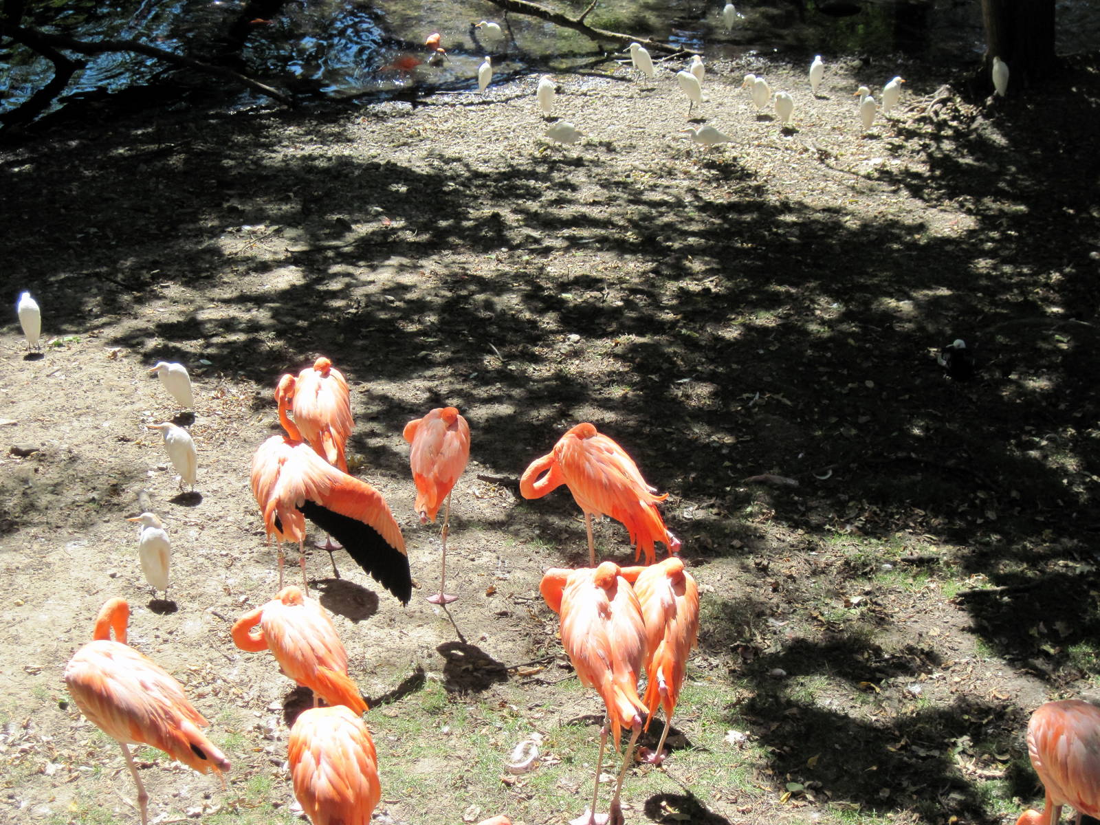 Simmons' Aviary-Caribbean Flamingos