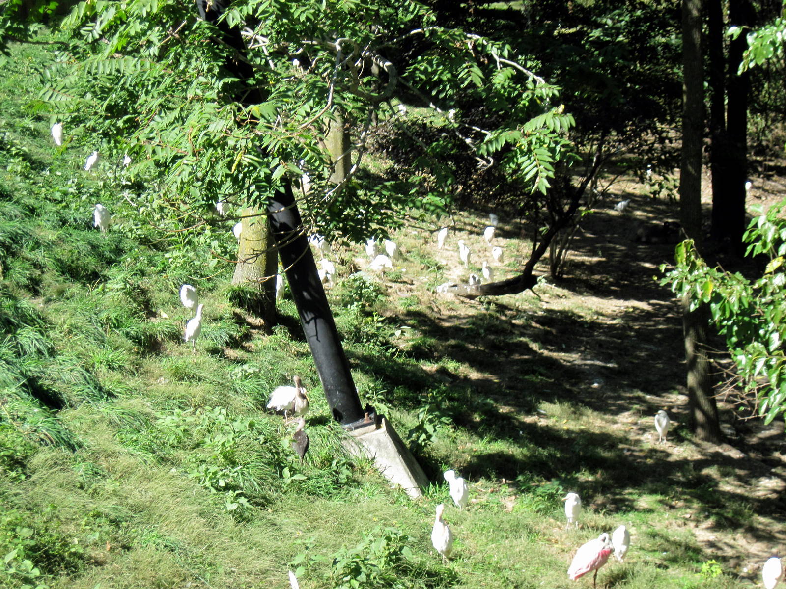 Simmons' Aviary-Cattle Egrets