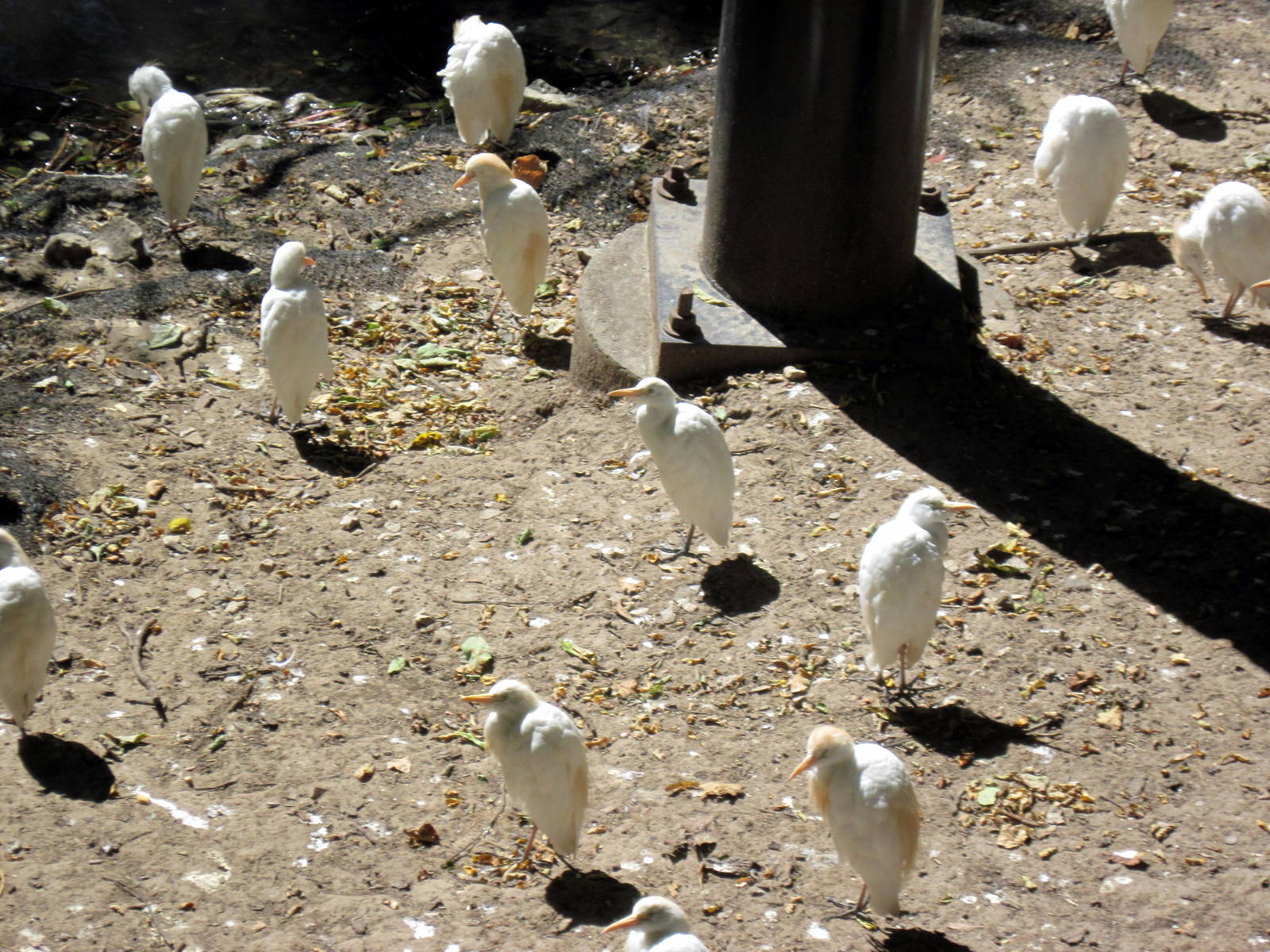 Simmons' Aviary-Cattle Egrets